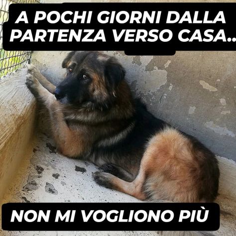 LUPO SPLENDIDO PT, CANE IN ADOZIONE - Foto 9