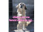 MINNIE 8 ANNI taglia media