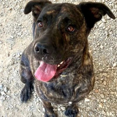 LENNY MAGNIFICA CAGNOLONA IN ADOZIONE - Foto 2