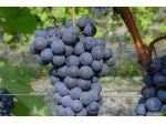 Barolo e Langhe Nebbiolo