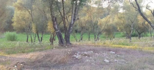 Immobile in asta di 6160 m² in vendita a Seminara - Foto 2