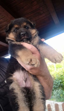 Splendidi cuccioli di pastore tedesco - Foto 6