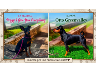 Cuccioli di Zwergpinscher (Miniature Pinscher) con Pedigree - Alta Genealogia