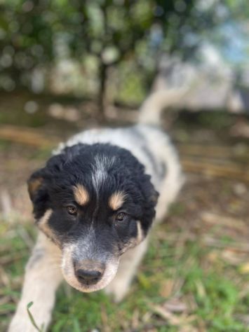Pepita cucciola - Foto 4