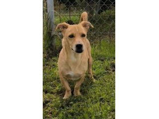 Togo 7anni kg10 zampe corte,in canile. COSENZA