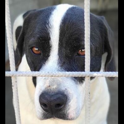 MARILU' CAGNOLINA IN ADOZIONE - Foto 8