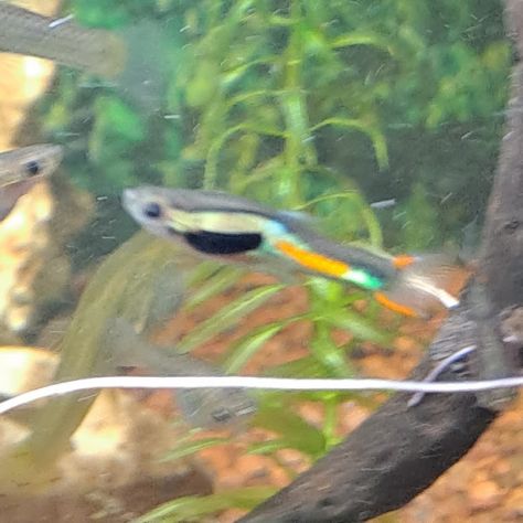 PESCI TROPICALI, ACQUA DOLCE, SELVATICI, CEPPI PURI........ - Foto 2