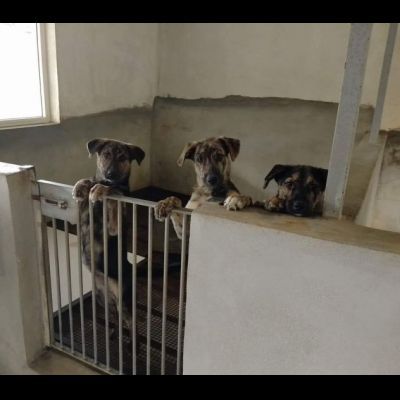 UGO, gioioso e dolcissimo cucciolo in adozione - Foto 4