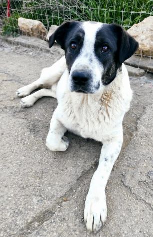 Cucciolone da sogno cerca ancora casa - Foto 6