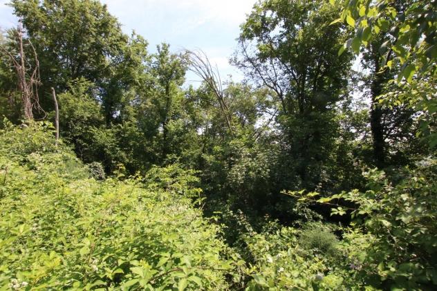 Bosco in vendita a Castegnero - Foto 10