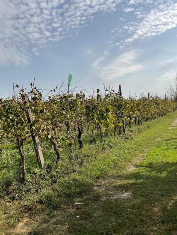 Terreno agricolo in vendita a Cenaia - Crespina Lorenzana 10000 mq Rif: 1069450 - Foto 4