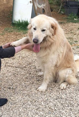 RICKY, cucciolone stupendo - Foto 5