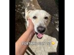 Splendida EDWIGE SIMIL LABRADOR CANE IN ADOZIONE