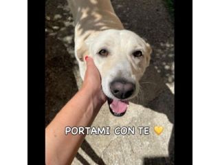 Splendida EDWIGE SIMIL LABRADOR CANE IN ADOZIONE