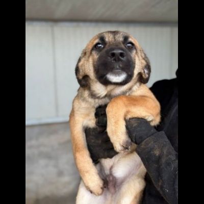 CUCCIOLI IN ADOZIONE: RANDY TENERO LUPETTO TG MEDIA - Foto 2