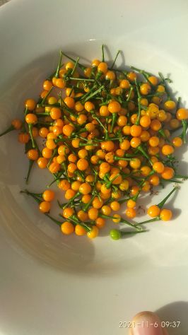 Semi Peperoncino Carolina Reaper, 7 Pot, Habanero, Diavolicchio, ..... - Foto 6