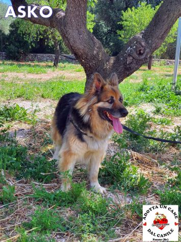 Asko, in cerca di famiglia - Foto 9