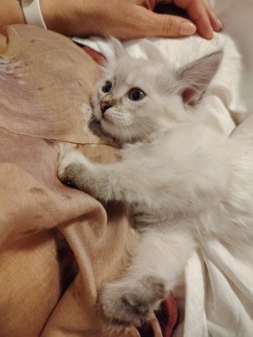 Vendesi gatti Siberiani cuccioli - Foto 10