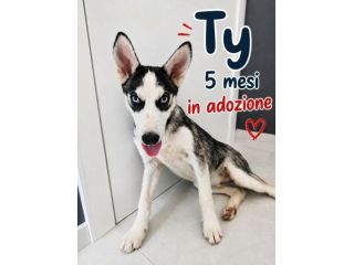 Simil husky in adozione