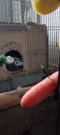 Coppia cenerini più voliera - Foto 3