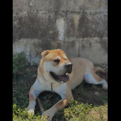 ROCCO SPLENDIDO SHAR PEI CANE IN ADOZIONE - Foto 3