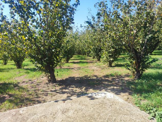 Agricolo in Via Bosco Magliano - Foto 5