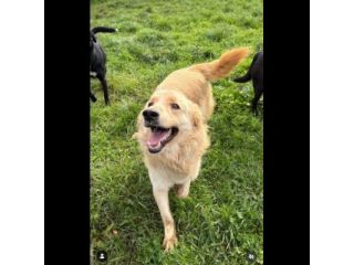 TIMON DOLCISSIMO simil Golden retriever cane in adozione