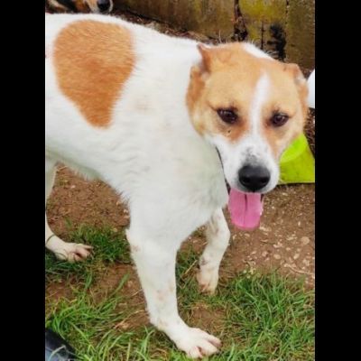 DIMENTICATI DAL MONDO TAMBURELLO CANE IN ADOZIONE TG MEDIA - Foto 3