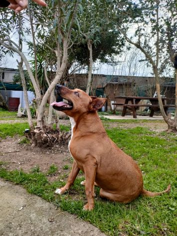 Ciro mix Pitbull 6anni e 1/2 aspetta da sempre 1casa. LIVORNO - Foto 5