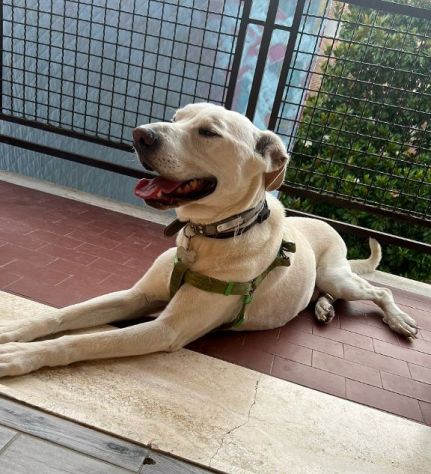 WHISKY 11anni bravo!Non possono più tenerlo URGENTE! - Foto 4