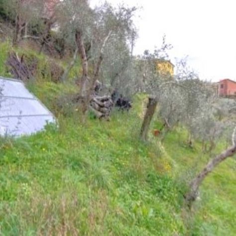 Rif. 8227 – Cogorno – Sulla prima collina di Lavagna – Terreno con Progetto Appr - Foto 8