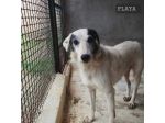 PLAYA, docile e pacata, un destino da cambiare,  cagnolina in adozione