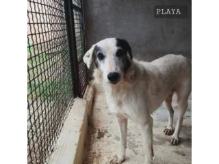 PLAYA, docile e pacata, un destino da cambiare,  cagnolina in adozione