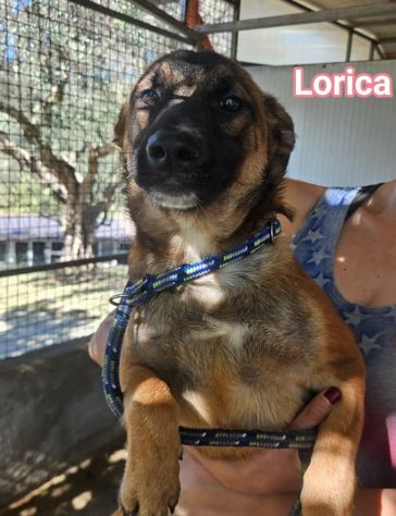 LORICA E CAVALIERE CUCCIOLI IN ADOZIONE - Foto 6