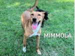 Mimmola musetto dolce