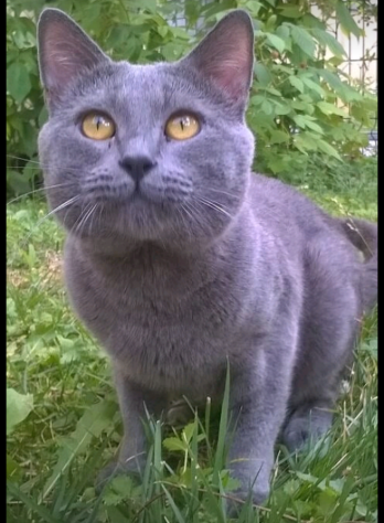 Cuccioli di CERTOSINO PURISSIMI - Foto 8