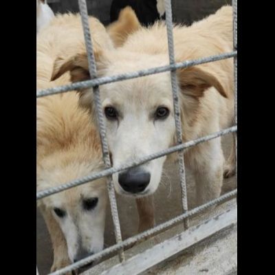 CECCO TENERO E GIOVIALE CAGNOLINO IN ADOZIONE - Foto 2