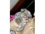 Cuccioli chihuahua