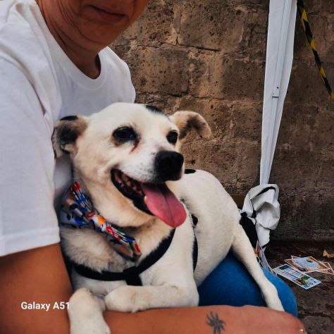 FIOCCO - cagnolino di 9 anni
