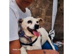 FIOCCO - cagnolino di 9 anni