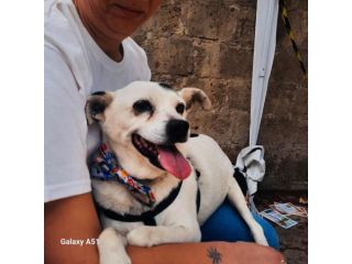 FIOCCO - cagnolino di 9 anni