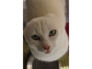 Meringa gattina , adozione del cuore