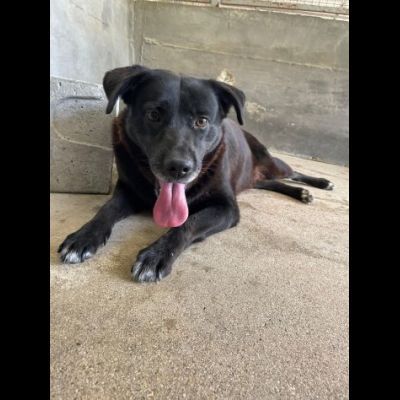 SELENE PRIGIONIERA SENZA COLPA CAGNOLINA IN ADOZIONE