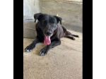 SELENE PRIGIONIERA SENZA COLPA CAGNOLINA IN ADOZIONE