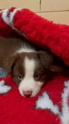 Cuccioli Border Collie di alta genealogia - Foto 2
