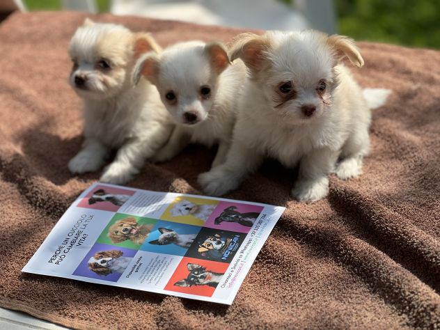 Cuccioli di incrocio Maltese X Chihuahua - Foto 3