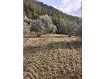 Terreno agricolo sui Colli Euganei