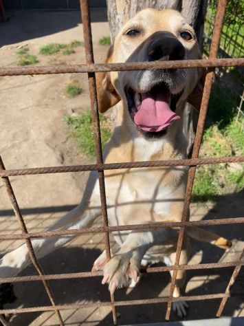 ORIONE: simil labrador infinitamente dolce - Foto 2