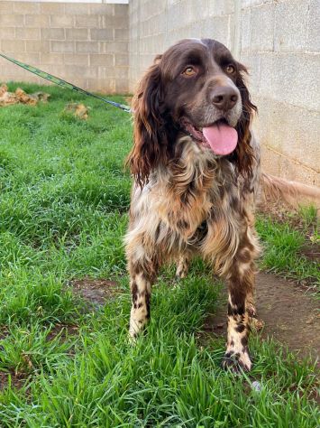 Zefiro il cane in canile che aspetta la sua famiglia - Foto 4
