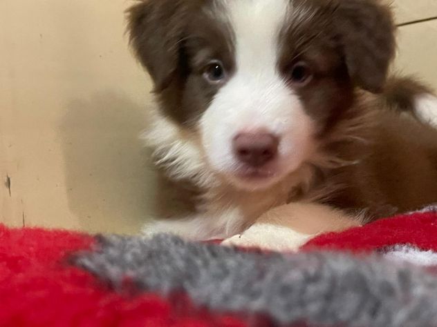 Vendesi Border collie di alta genealogia - Foto 8